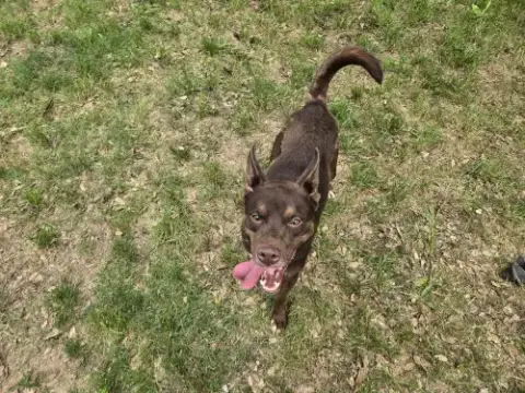 Adopter Highland