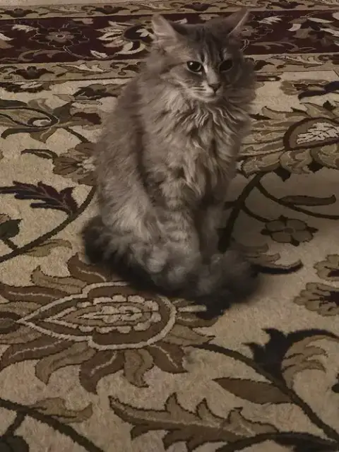 Jeannie
