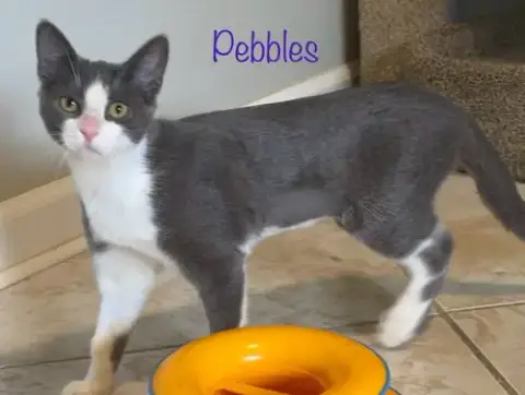 Pebbles photo 3