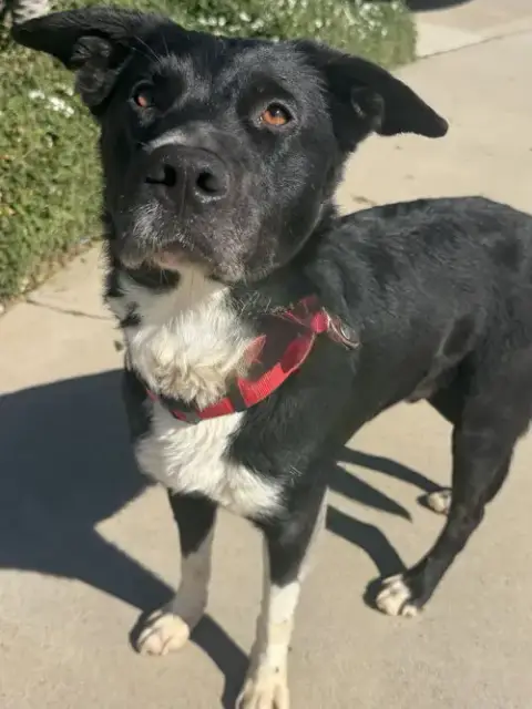 Taz Jr. *Courtesy Post* photo 3