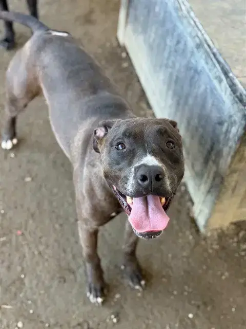 Marley
