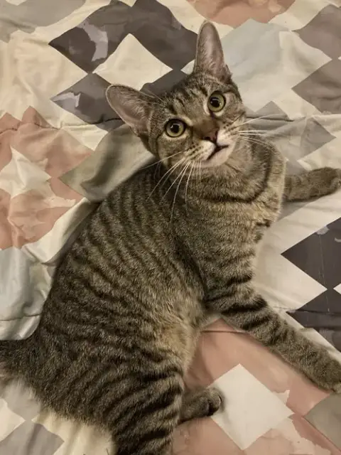 Gretchen