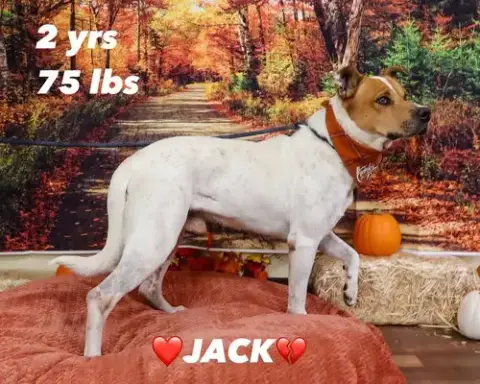 Jack