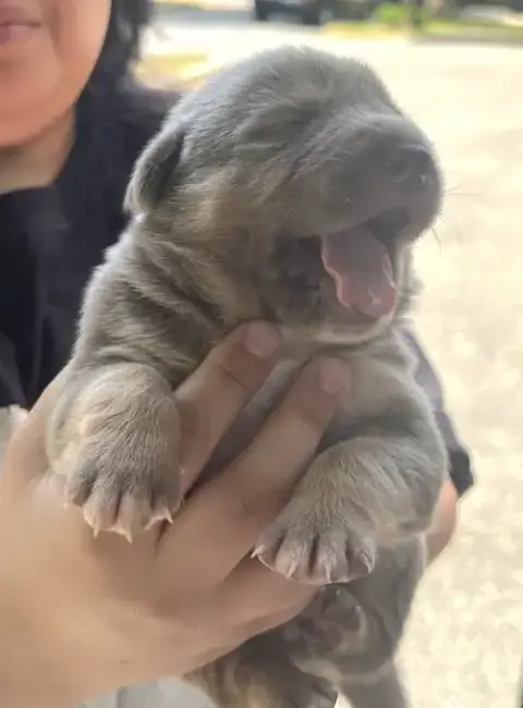 Momma Iris' Litter: Toby photo 3