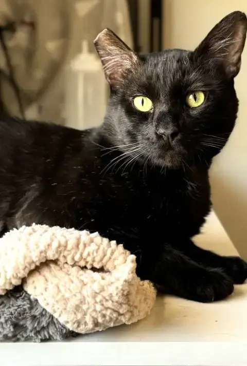 Binx photo 3