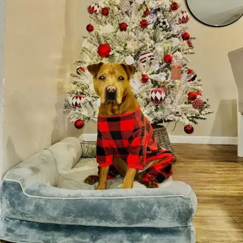 Elvis