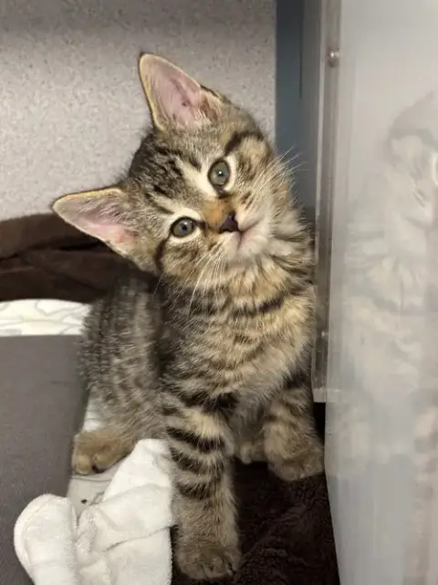 Nutmeg