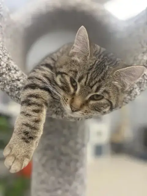 Katie Kat
