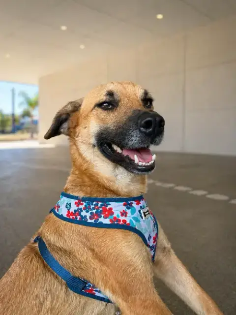 Balu