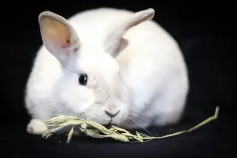 Olaf photo 2