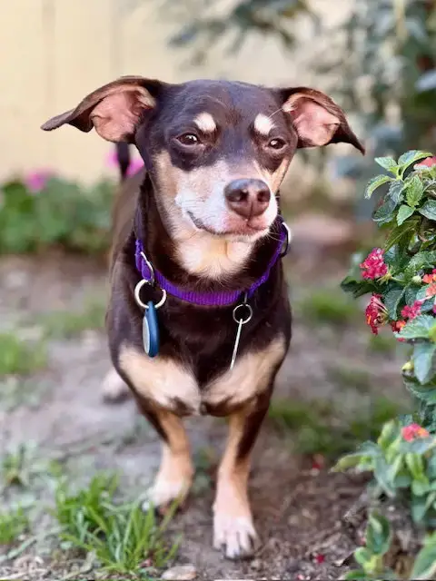 Nugget
