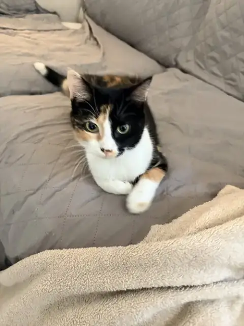 Clover