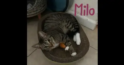Milo "Nickel