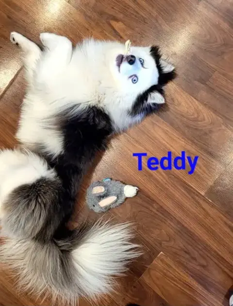 Teddy photo 2