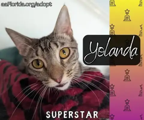 Yolanda photo 5