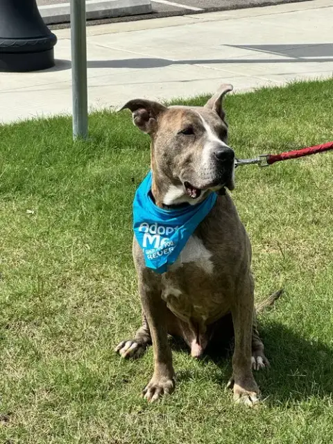 Taz photo 4