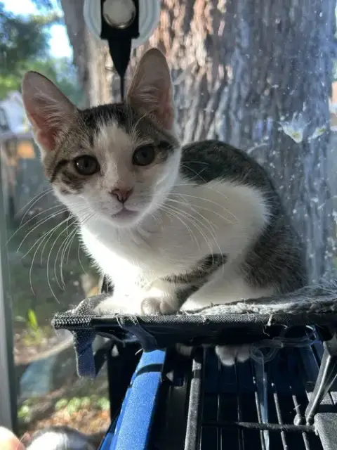 Biscuit