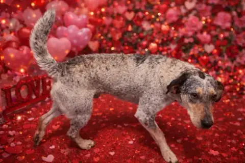 Dusty photo 3