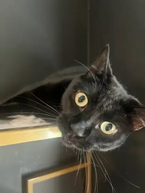 Milo photo 2