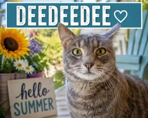 Deedeedee