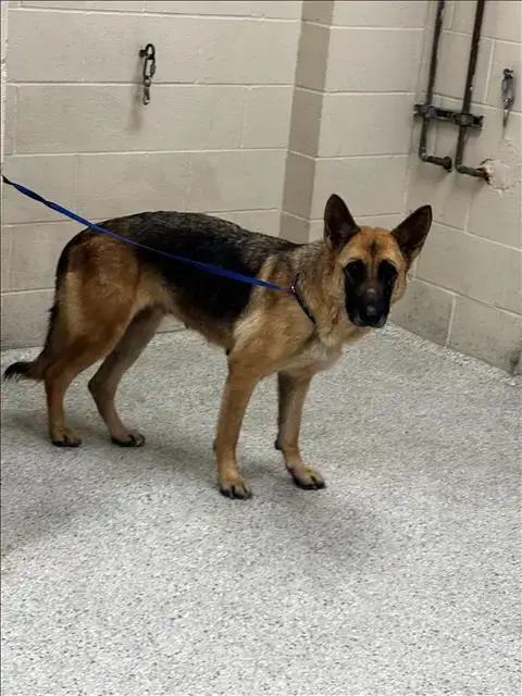 Nova