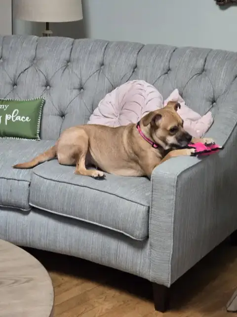 Sheba photo 3