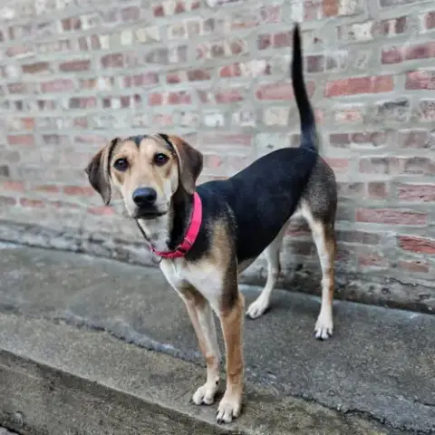 Shelby(Reduced Fee!) photo 3