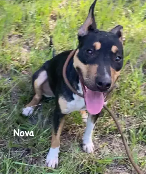 Nova photo 5