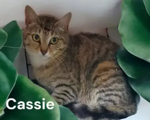 Cassie