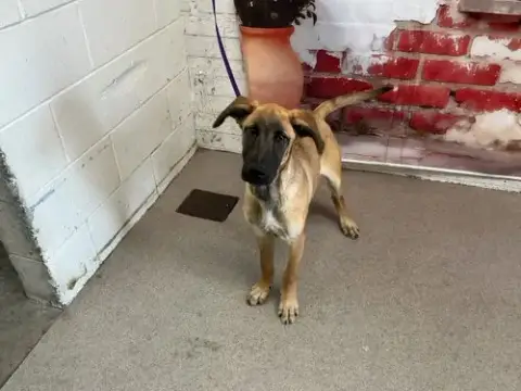 Nova