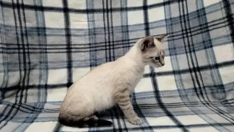 Stripe photo 4