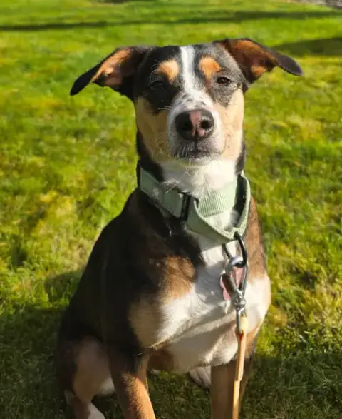 Nova