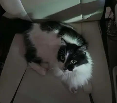 Arwen Longtail