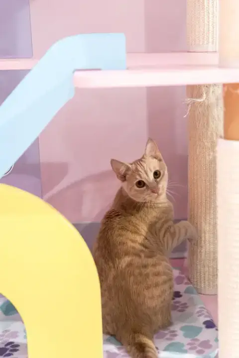 Flopsy