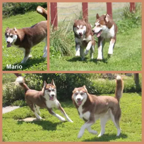 Mario