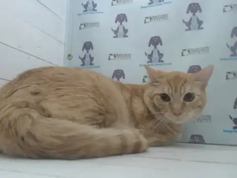 Ronnie