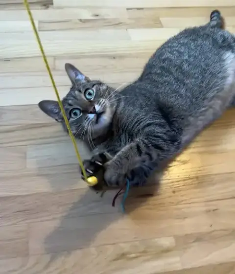 Linus photo 4
