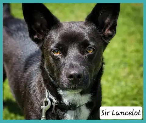 Sir Lancelot photo 2