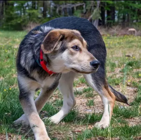 Suki photo 3