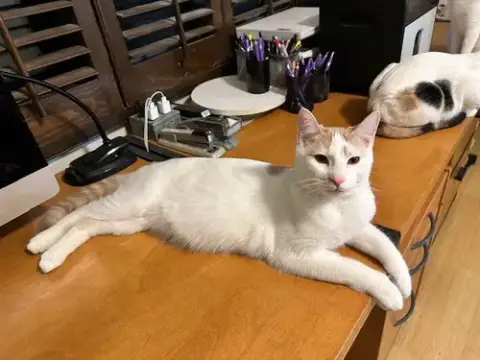 Fiona
