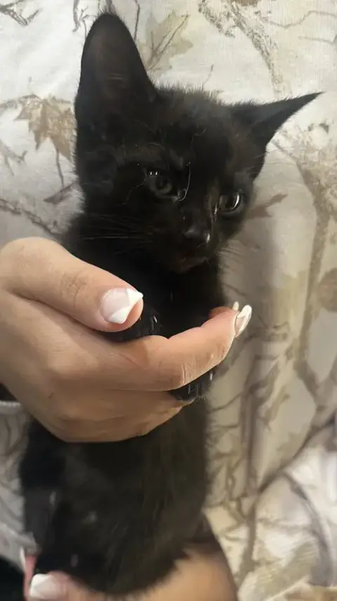 Licorice