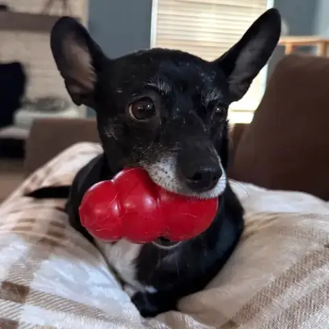 Oreo photo 4