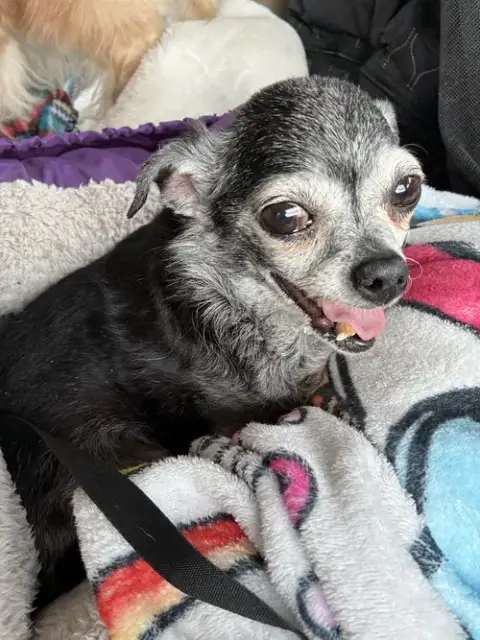 Gizzie photo 2