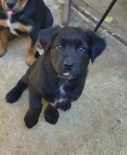 Cane