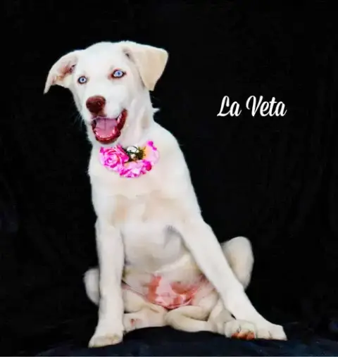 La Veta