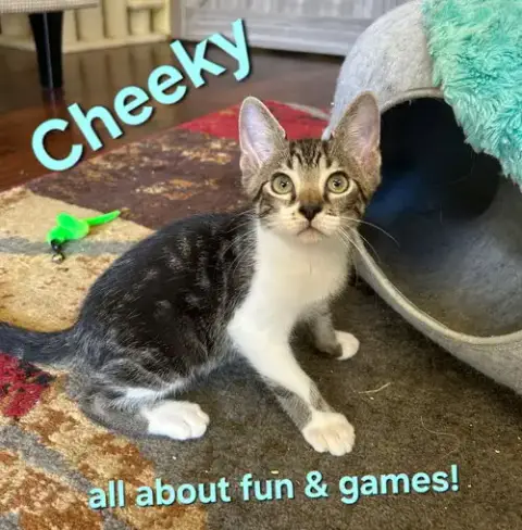 Cats/Kittens photo 2
