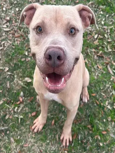 Flynn