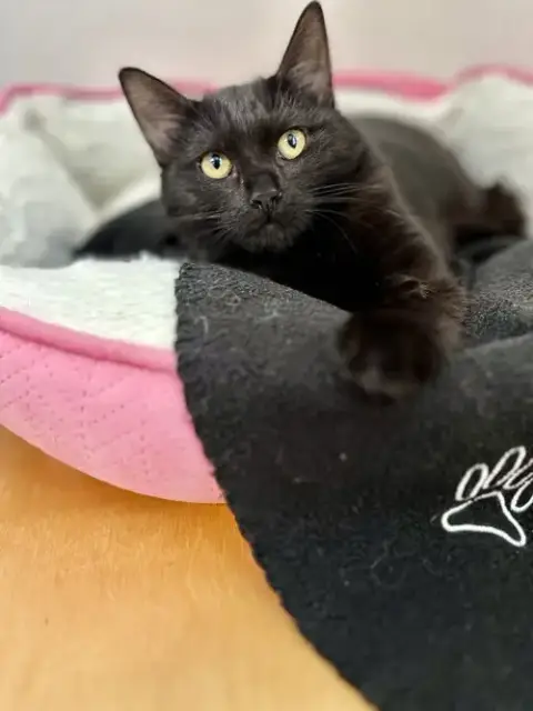 Umbra