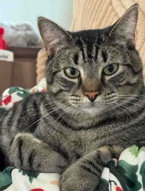 Kash