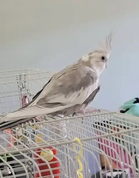 Pearl